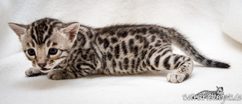 Bengal Kitten rosetted